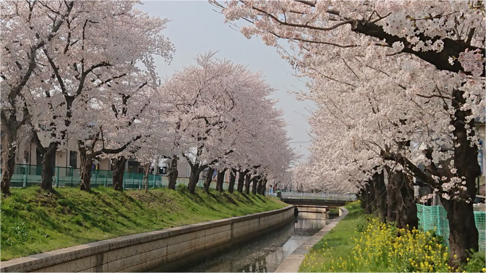 さくら川遊歩道